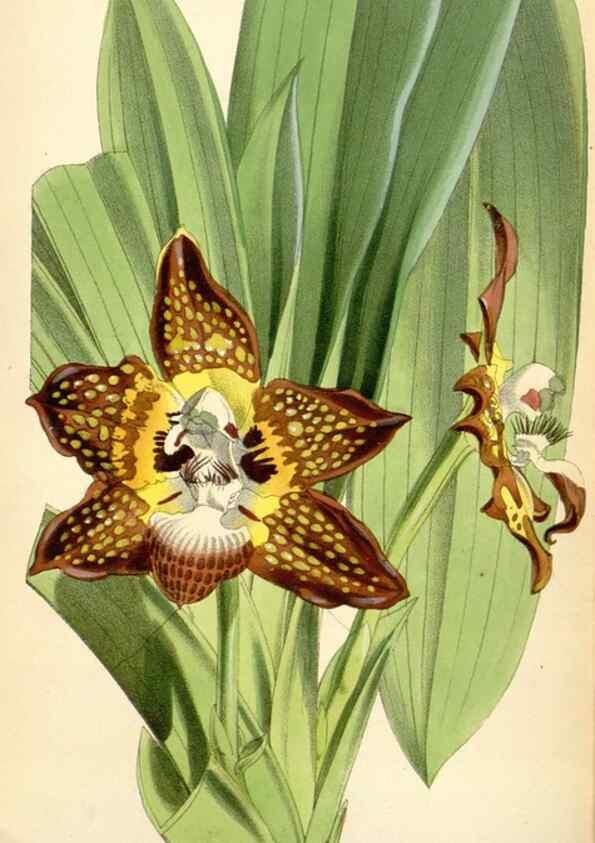 Reproducción/Reproduction 35235096946: Curtis's botanical magazine.. London ; New York [etc.] :Academic Press [etc.]