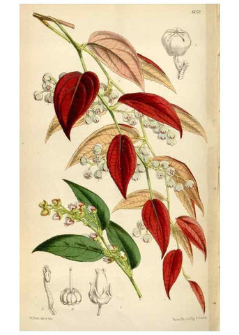 Reproducción/Reproduction 35235261206: Curtis's botanical magazine.. London ; New York [etc.] :Academic Press [etc.]