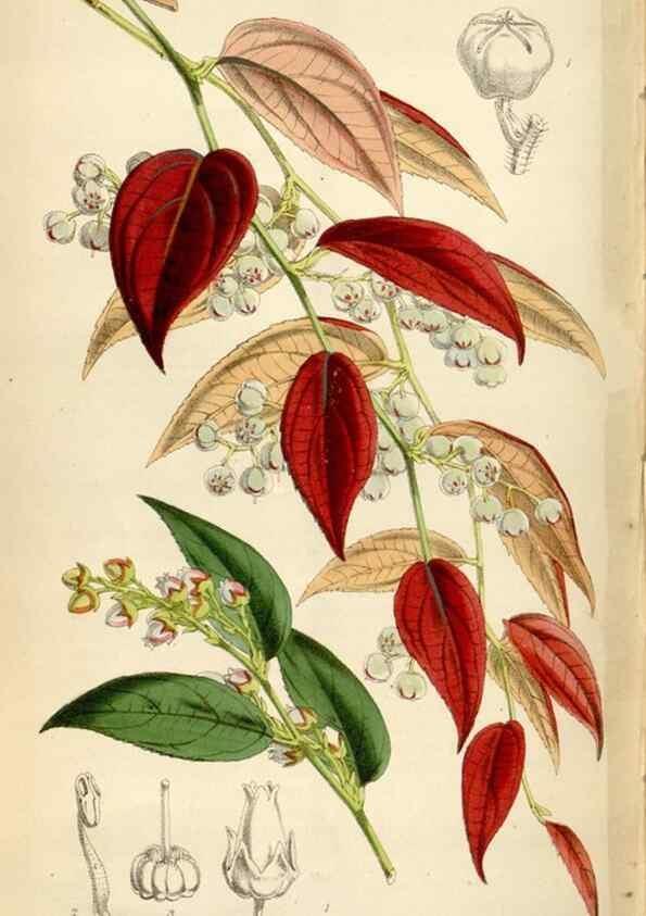 Reproducción/Reproduction 35235261206: Curtis's botanical magazine.. London ; New York [etc.] :Academic Press [etc.]