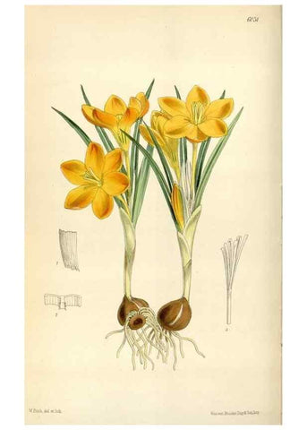 Reproducción/Reproduction 34466010333: Curtis's botanical magazine.. London ; New York [etc.] :Academic Press [etc.]