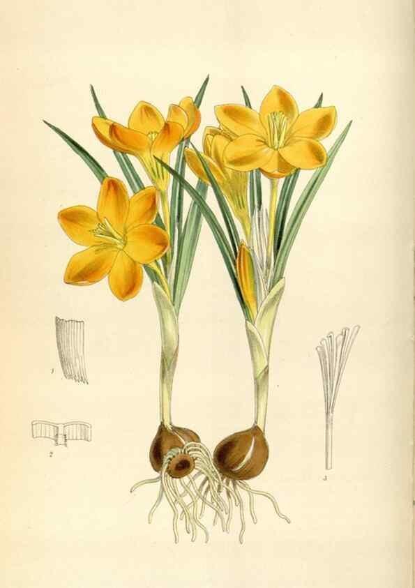 Reproducción/Reproduction 34466010333: Curtis's botanical magazine.. London ; New York [etc.] :Academic Press [etc.]