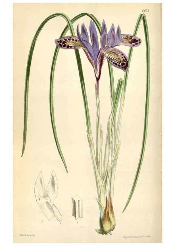 Reproducción/Reproduction 34466013113: Curtis's botanical magazine.. London ; New York [etc.] :Academic Press [etc.]