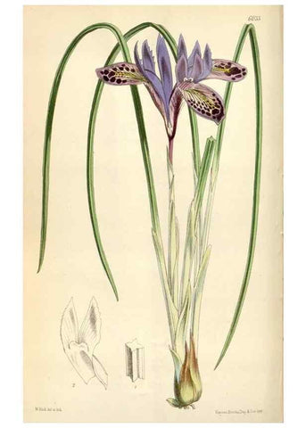 Reproducción/Reproduction 34466013113: Curtis's botanical magazine.. London ; New York [etc.] :Academic Press [etc.]
