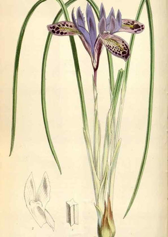 Reproducción/Reproduction 34466013113: Curtis's botanical magazine.. London ; New York [etc.] :Academic Press [etc.]