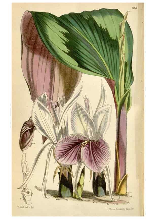 Reproducción/Reproduction 34888415900: Curtis's botanical magazine.. London ; New York [etc.] :Academic Press [etc.]