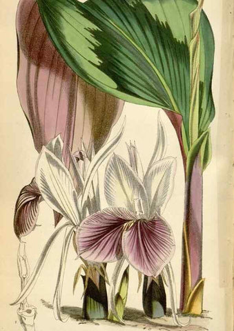 Reproducción/Reproduction 34888415900: Curtis's botanical magazine.. London ; New York [etc.] :Academic Press [etc.]
