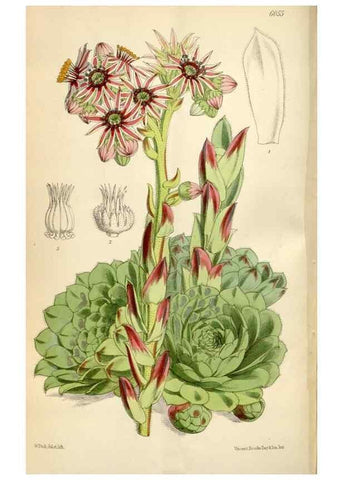 Reproducción/Reproduction 34431984934: Curtis's botanical magazine.. London ; New York [etc.] :Academic Press [etc.]