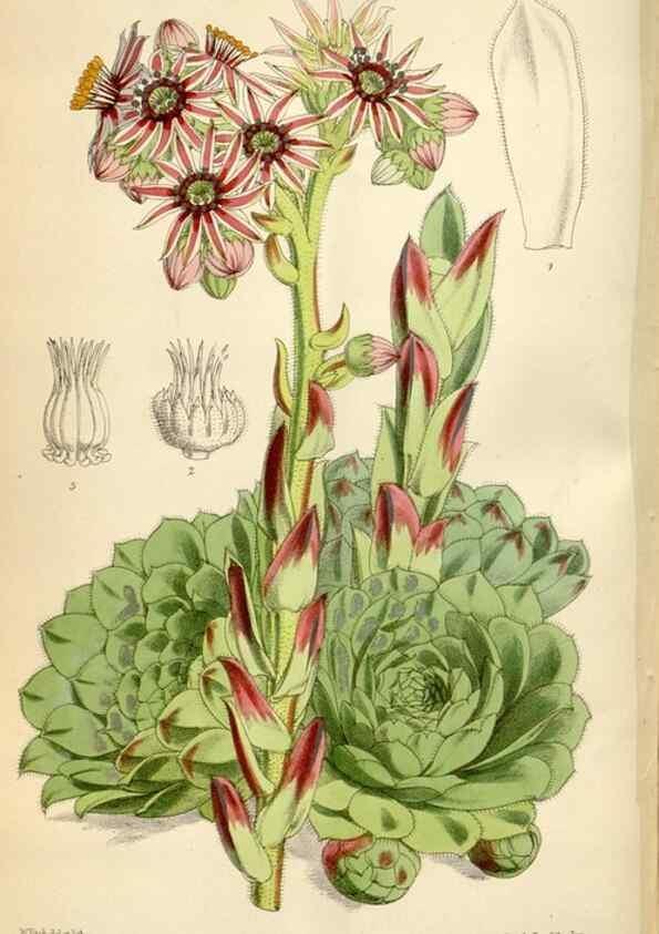 Reproducción/Reproduction 34431984934: Curtis's botanical magazine.. London ; New York [etc.] :Academic Press [etc.]