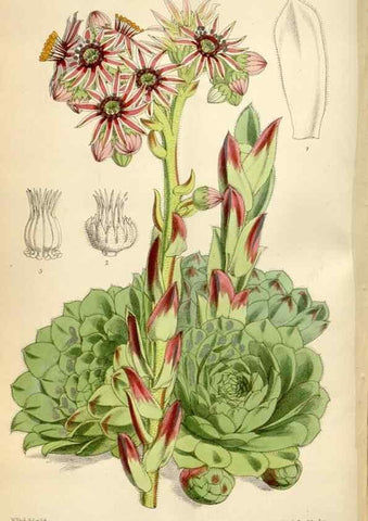 Reproducción/Reproduction 34431984934: Curtis's botanical magazine.. London ; New York [etc.] :Academic Press [etc.]