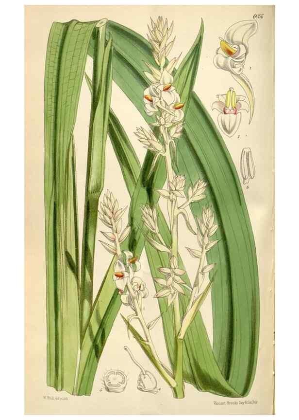 Reproducción/Reproduction 34888418610: Curtis's botanical magazine.. London ; New York [etc.] :Academic Press [etc.]