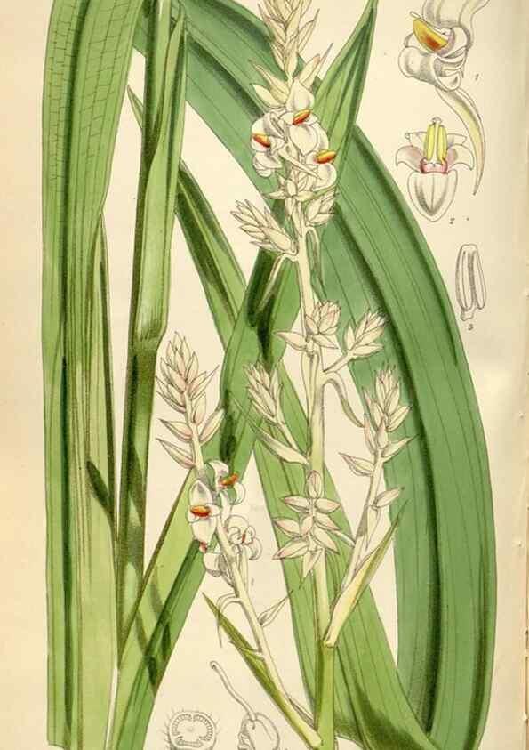 Reproducción/Reproduction 34888418610: Curtis's botanical magazine.. London ; New York [etc.] :Academic Press [etc.]
