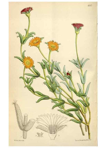 Reproducción/Reproduction 34888420230: Curtis's botanical magazine.. London ; New York [etc.] :Academic Press [etc.]
