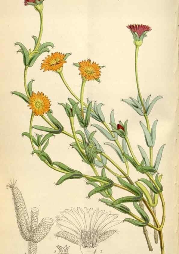 Reproducción/Reproduction 34888420230: Curtis's botanical magazine.. London ; New York [etc.] :Academic Press [etc.]