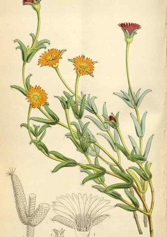 Reproducción/Reproduction 34888420230: Curtis's botanical magazine.. London ; New York [etc.] :Academic Press [etc.]