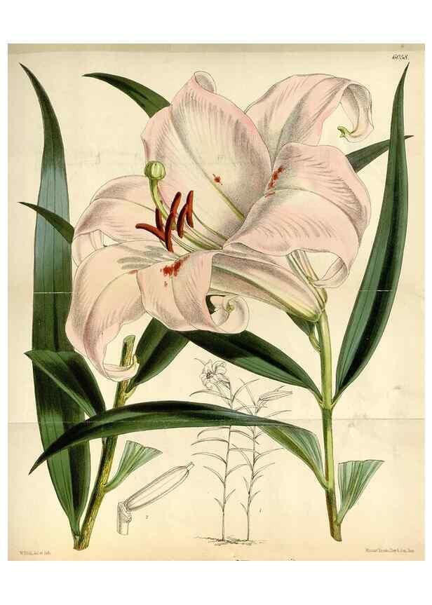 Reproducción/Reproduction 35109146772: Curtis's botanical magazine.. London ; New York [etc.] :Academic Press [etc.]