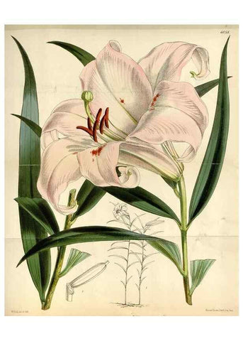 Reproducción/Reproduction 35109146772: Curtis's botanical magazine.. London ; New York [etc.] :Academic Press [etc.]