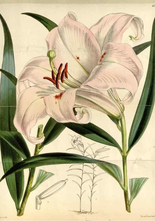 Reproducción/Reproduction 35109146772: Curtis's botanical magazine.. London ; New York [etc.] :Academic Press [etc.]
