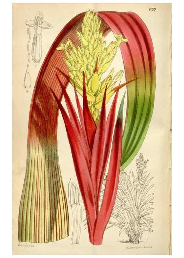 Reproducción/Reproduction 34431994544: Curtis's botanical magazine.. London ; New York [etc.] :Academic Press [etc.]