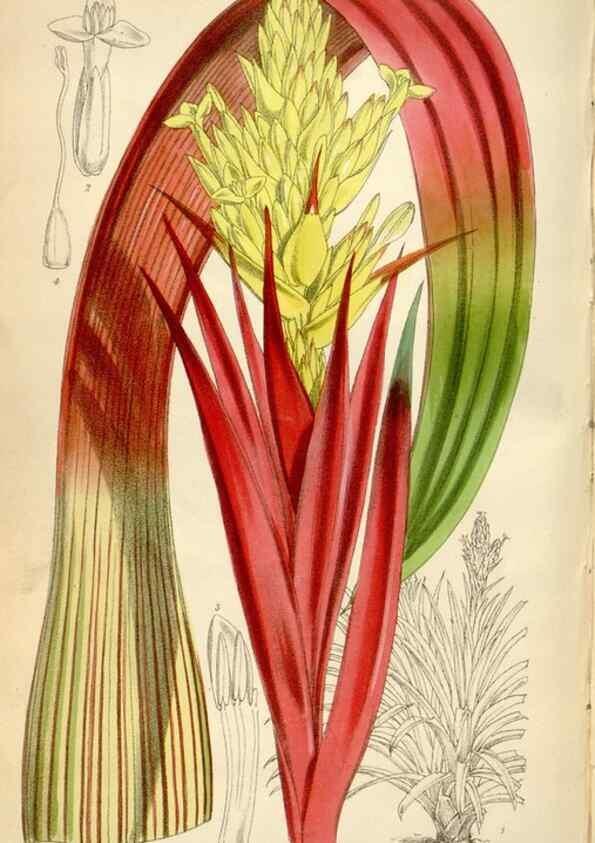 Reproducción/Reproduction 34431994544: Curtis's botanical magazine.. London ; New York [etc.] :Academic Press [etc.]