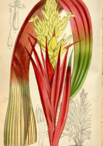 Reproducción/Reproduction 34431994544: Curtis's botanical magazine.. London ; New York [etc.] :Academic Press [etc.]