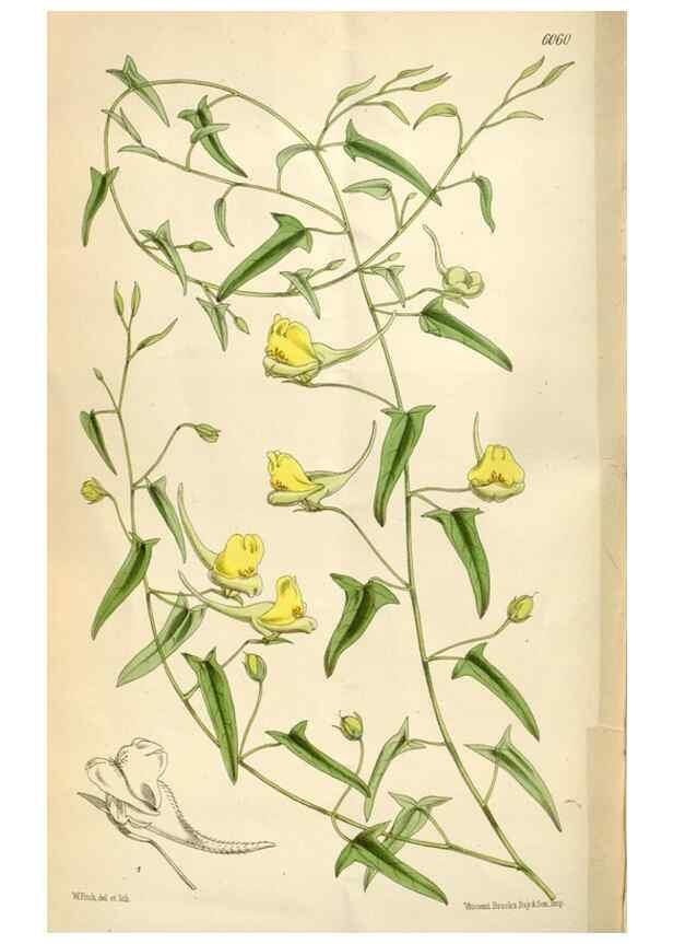 Reproducción/Reproduction 35145575921: Curtis's botanical magazine.. London ; New York [etc.] :Academic Press [etc.]