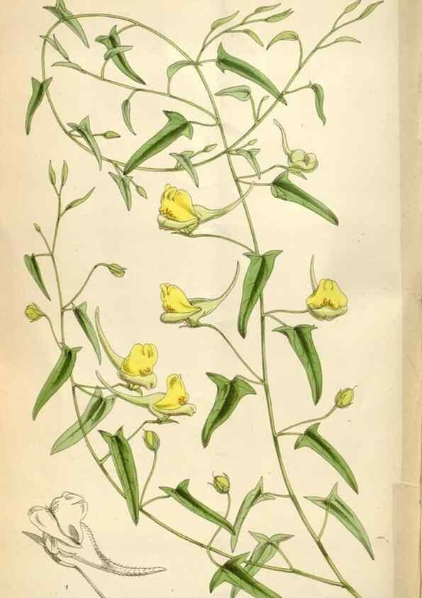Reproducción/Reproduction 35145575921: Curtis's botanical magazine.. London ; New York [etc.] :Academic Press [etc.]