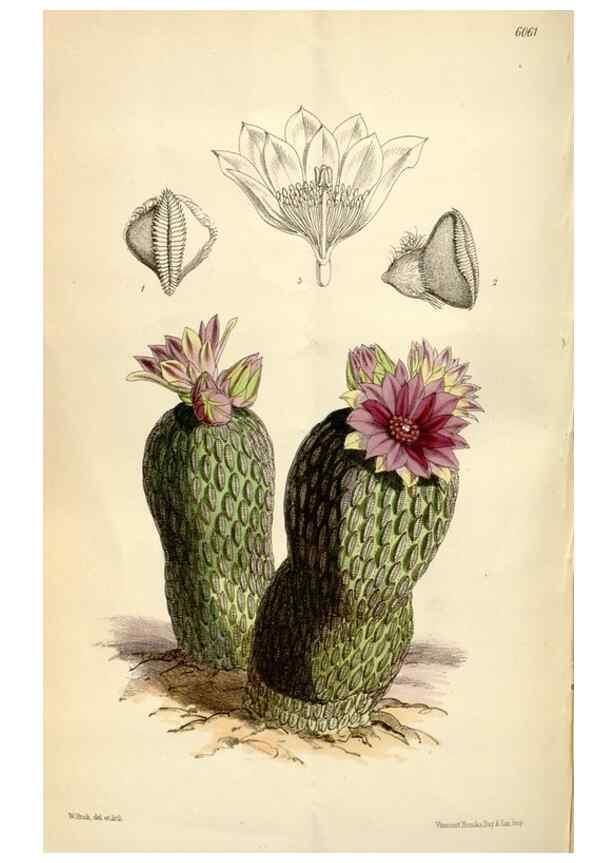Reproducción/Reproduction 35235238546: Curtis's botanical magazine.. London ; New York [etc.] :Academic Press [etc.]