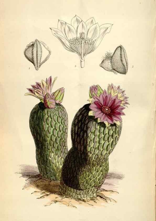 Reproducción/Reproduction 35235238546: Curtis's botanical magazine.. London ; New York [etc.] :Academic Press [etc.]