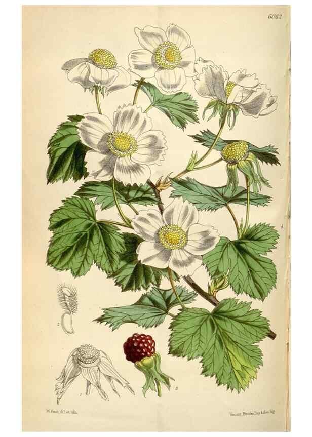 Reproducción/Reproduction 35145583081: Curtis's botanical magazine.. London ; New York [etc.] :Academic Press [etc.]