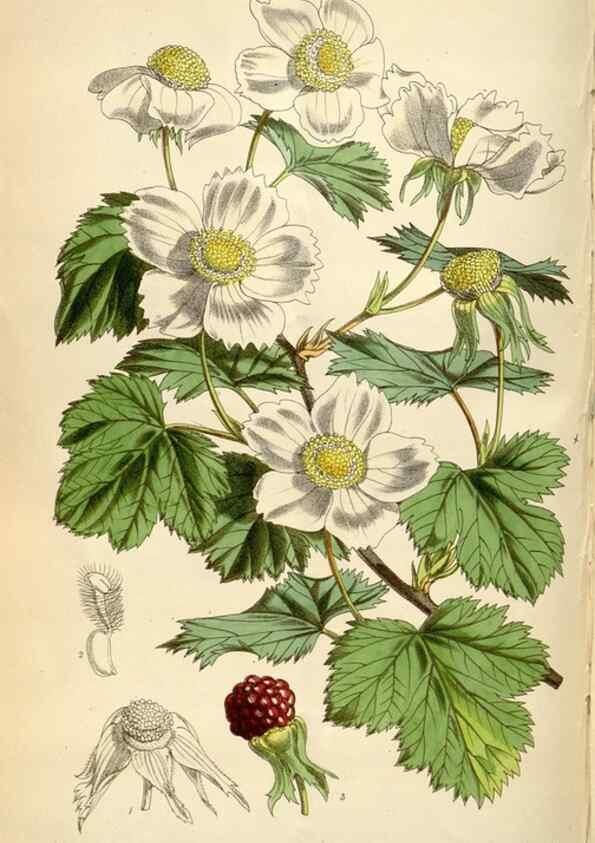 Reproducción/Reproduction 35145583081: Curtis's botanical magazine.. London ; New York [etc.] :Academic Press [etc.]