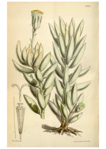 Reproducción/Reproduction 35145586601: Curtis's botanical magazine.. London ; New York [etc.] :Academic Press [etc.]