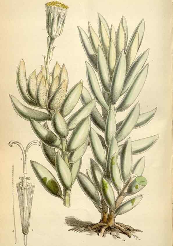 Reproducción/Reproduction 35145586601: Curtis's botanical magazine.. London ; New York [etc.] :Academic Press [etc.]