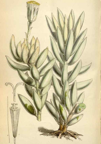 Reproducción/Reproduction 35145586601: Curtis's botanical magazine.. London ; New York [etc.] :Academic Press [etc.]
