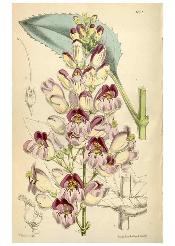 Reproducción/Reproduction 35235244706: Curtis's botanical magazine.. London ; New York [etc.] :Academic Press [etc.]
