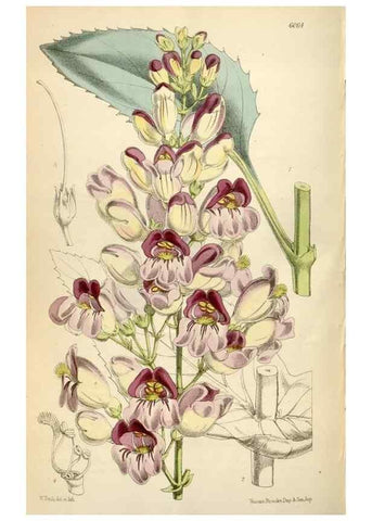 Reproducción/Reproduction 35235244706: Curtis's botanical magazine.. London ; New York [etc.] :Academic Press [etc.]