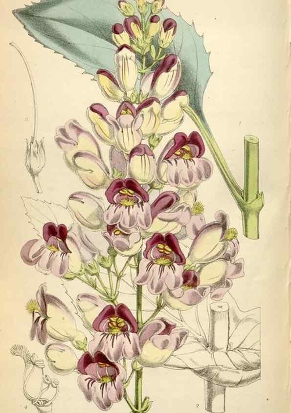 Reproducción/Reproduction 35235244706: Curtis's botanical magazine.. London ; New York [etc.] :Academic Press [etc.]