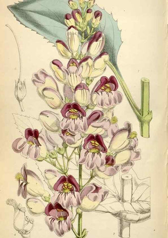Reproducción/Reproduction 35235244706: Curtis's botanical magazine.. London ; New York [etc.] :Academic Press [etc.]