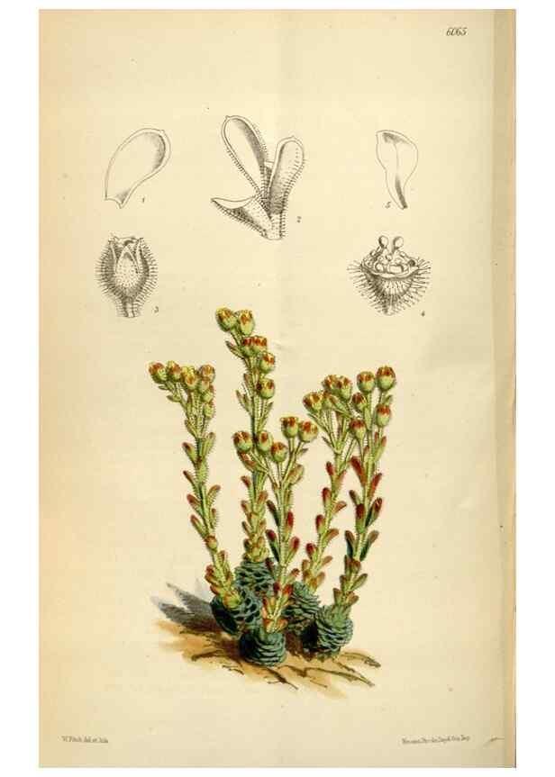 Reproducción/Reproduction 34888432180: Curtis's botanical magazine.. London ; New York [etc.] :Academic Press [etc.]