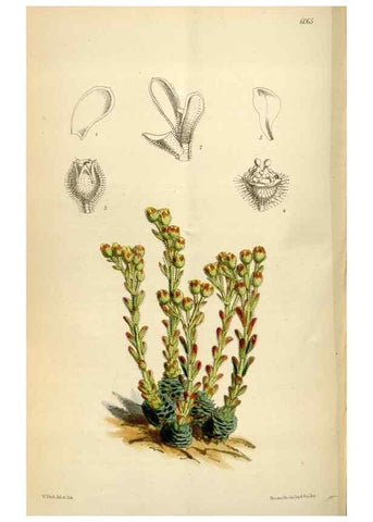 Reproducción/Reproduction 34888432180: Curtis's botanical magazine.. London ; New York [etc.] :Academic Press [etc.]