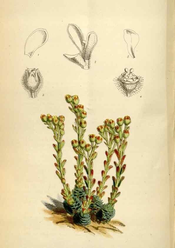 Reproducción/Reproduction 34888432180: Curtis's botanical magazine.. London ; New York [etc.] :Academic Press [etc.]