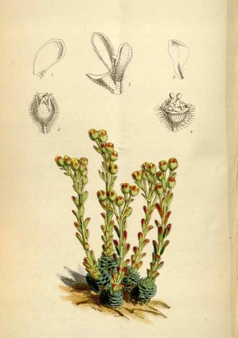 Reproducción/Reproduction 34888432180: Curtis's botanical magazine.. London ; New York [etc.] :Academic Press [etc.]