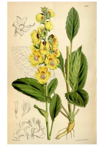 Reproducción/Reproduction 34466089623: Curtis's botanical magazine.. London ; New York [etc.] :Academic Press [etc.]