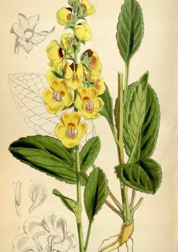 Reproducción/Reproduction 34466089623: Curtis's botanical magazine.. London ; New York [etc.] :Academic Press [etc.]