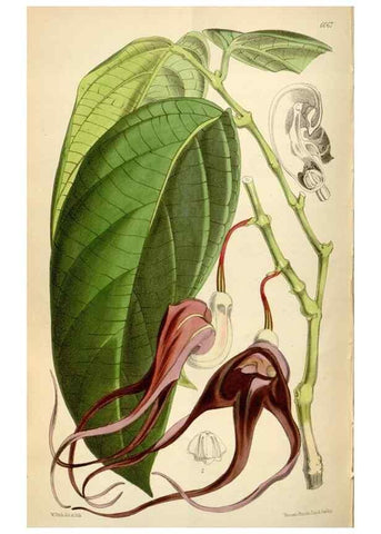 Reproducción/Reproduction 34888436420: Curtis's botanical magazine.. London ; New York [etc.] :Academic Press [etc.]