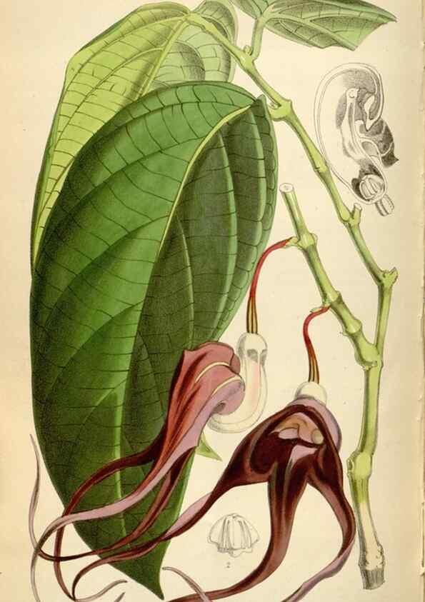 Reproducción/Reproduction 34888436420: Curtis's botanical magazine.. London ; New York [etc.] :Academic Press [etc.]