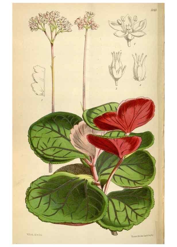 Reproducción/Reproduction 34888438850: Curtis's botanical magazine.. London ; New York [etc.] :Academic Press [etc.]