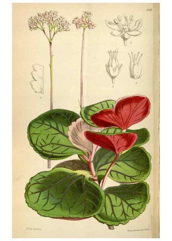 Reproducción/Reproduction 34888438850: Curtis's botanical magazine.. London ; New York [etc.] :Academic Press [etc.]