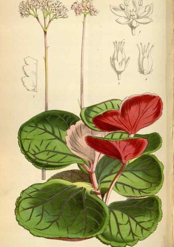 Reproducción/Reproduction 34888438850: Curtis's botanical magazine.. London ; New York [etc.] :Academic Press [etc.]