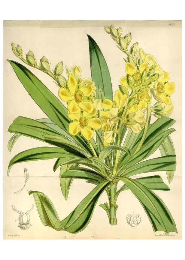 Reproducción/Reproduction 34888414760: Curtis's botanical magazine.. London ; New York [etc.] :Academic Press [etc.]