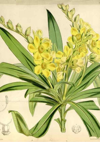 Reproducción/Reproduction 34888414760: Curtis's botanical magazine.. London ; New York [etc.] :Academic Press [etc.]
